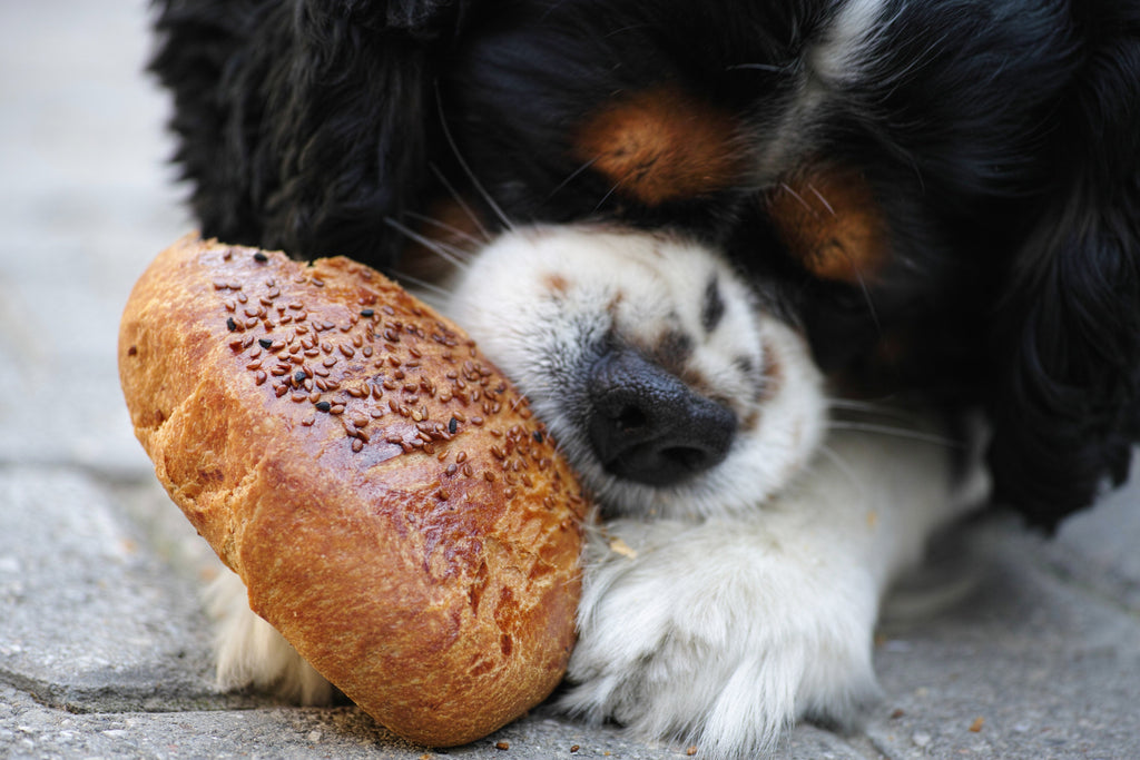 Dare gli avanzi al cane: cosa può mangiare?
