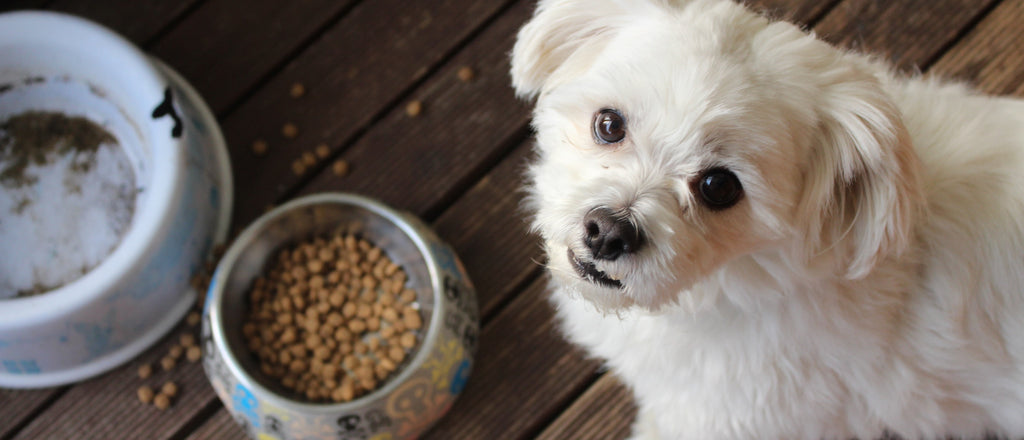 Quanto deve mangiare un cane?