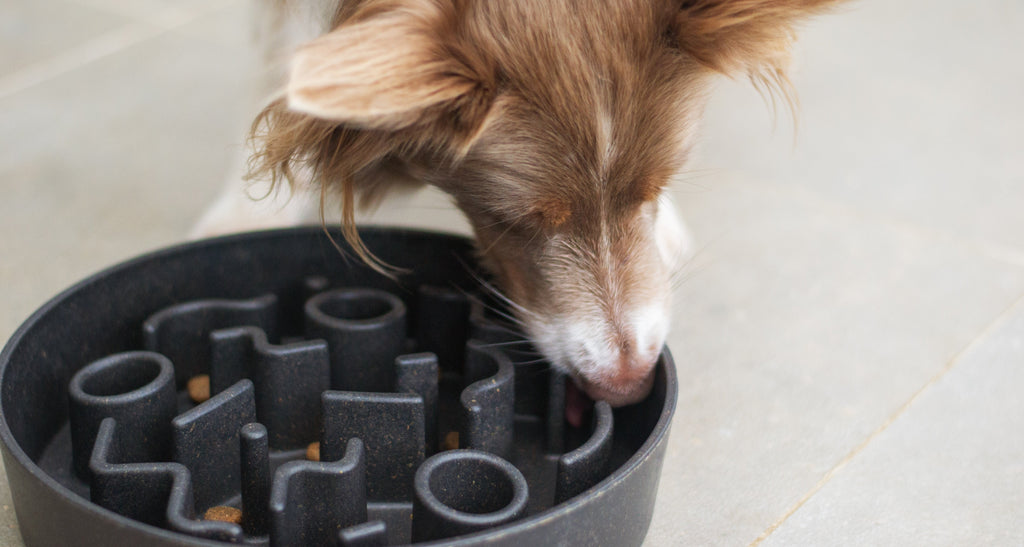 Il cane mangia troppo velocemente: cosa fare