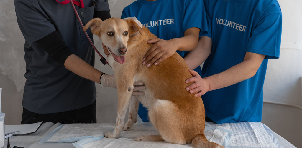 Malattie cardiache nei cani: sintomi, cause e prevenzione