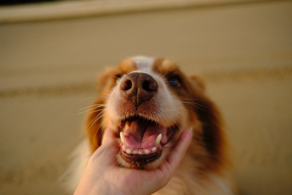 Come lavare i denti del cane: consigli e suggerimenti