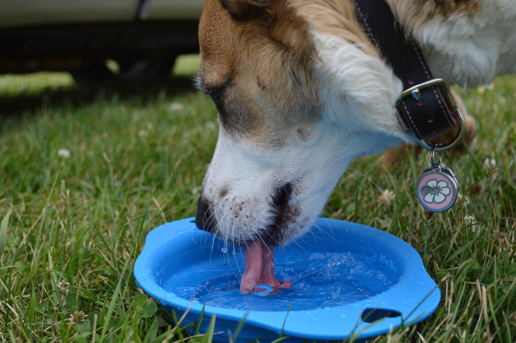 Come prevenire la disidratazione nei cani: consigli utili