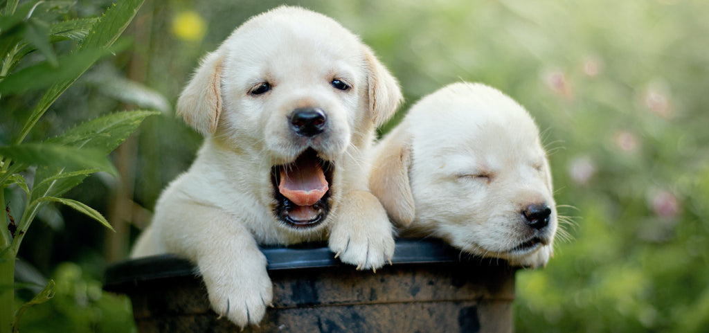 Come educare un cucciolo: consigli utili