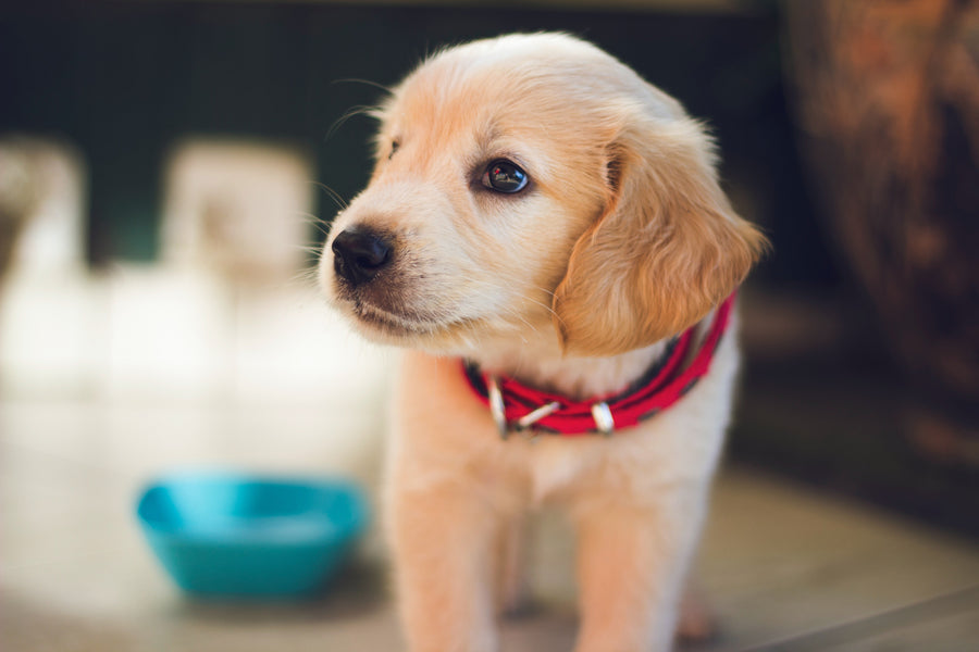 Alimentazione del cucciolo: guida completa