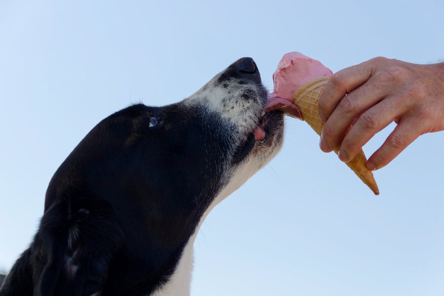 Sovrappeso nei cani: cause, rischi e soluzioni