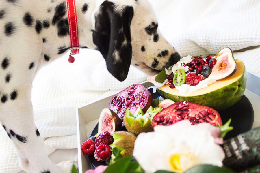 Allergie alimentari nei cani: cause e soluzioni
