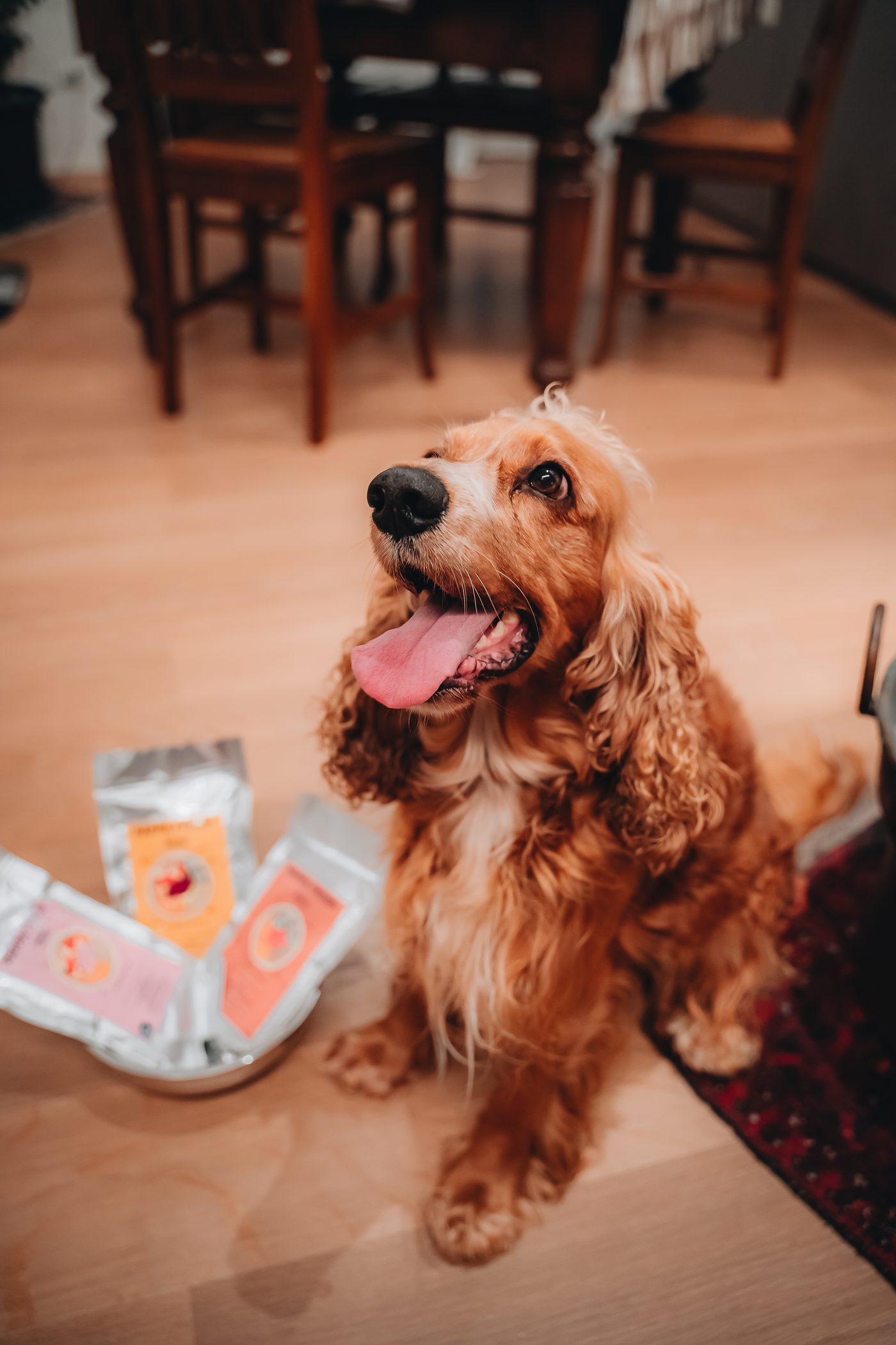 Cane felice accanto alle buste di Pappa Fresh, cibo fresco a proteina unica